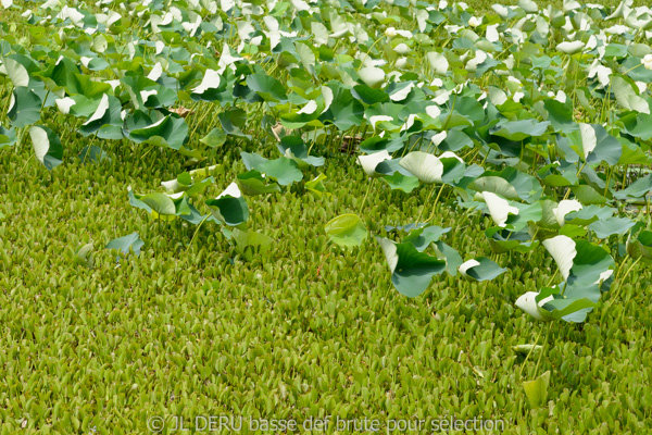 Brazos Bend State Park, TX, USA